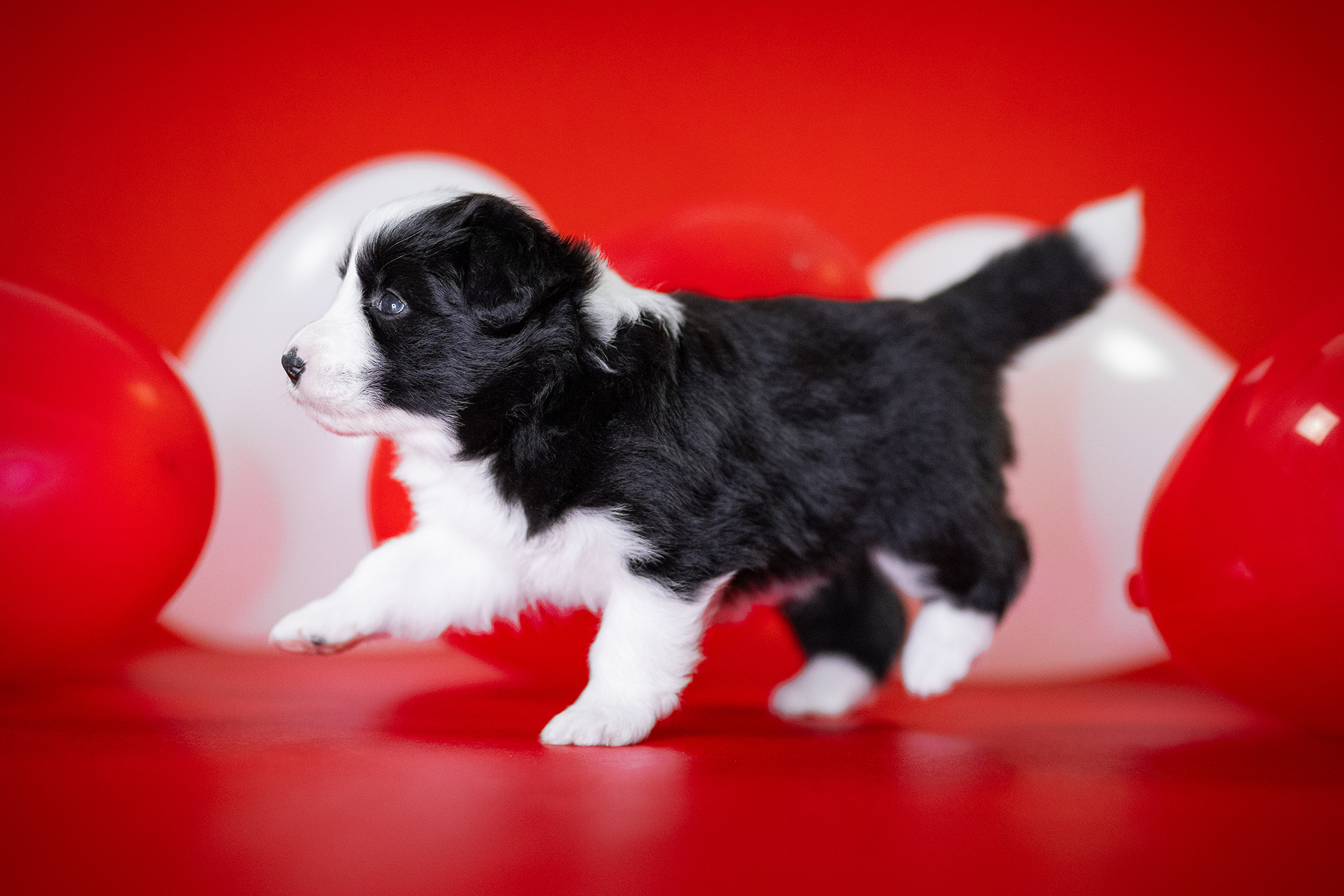 28|08|2025 – Welpe No. 5, Hündin Border Collie Welpe in der 4. Lebenswoche