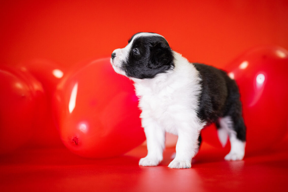 Border Collie Welpe in der 4. Lebenswoche