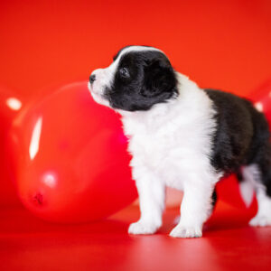 Border Collie Welpe in der 4. Lebenswoche