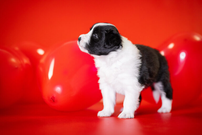 Border Collie Welpe in der 4. Lebenswoche