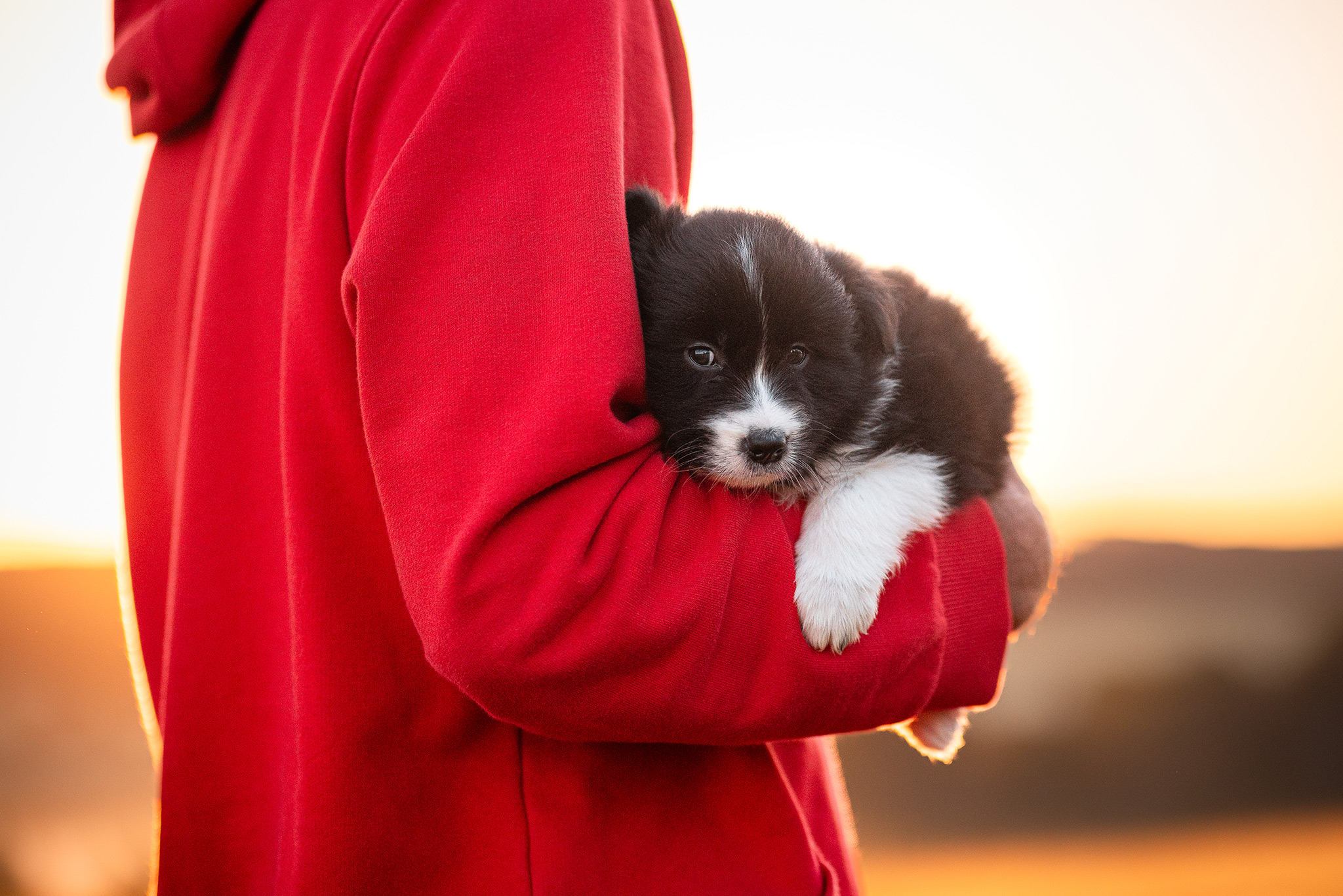 Fotoshooting mit 5 Wochen altem Border Collie Welpen bei Sonnenaufgang