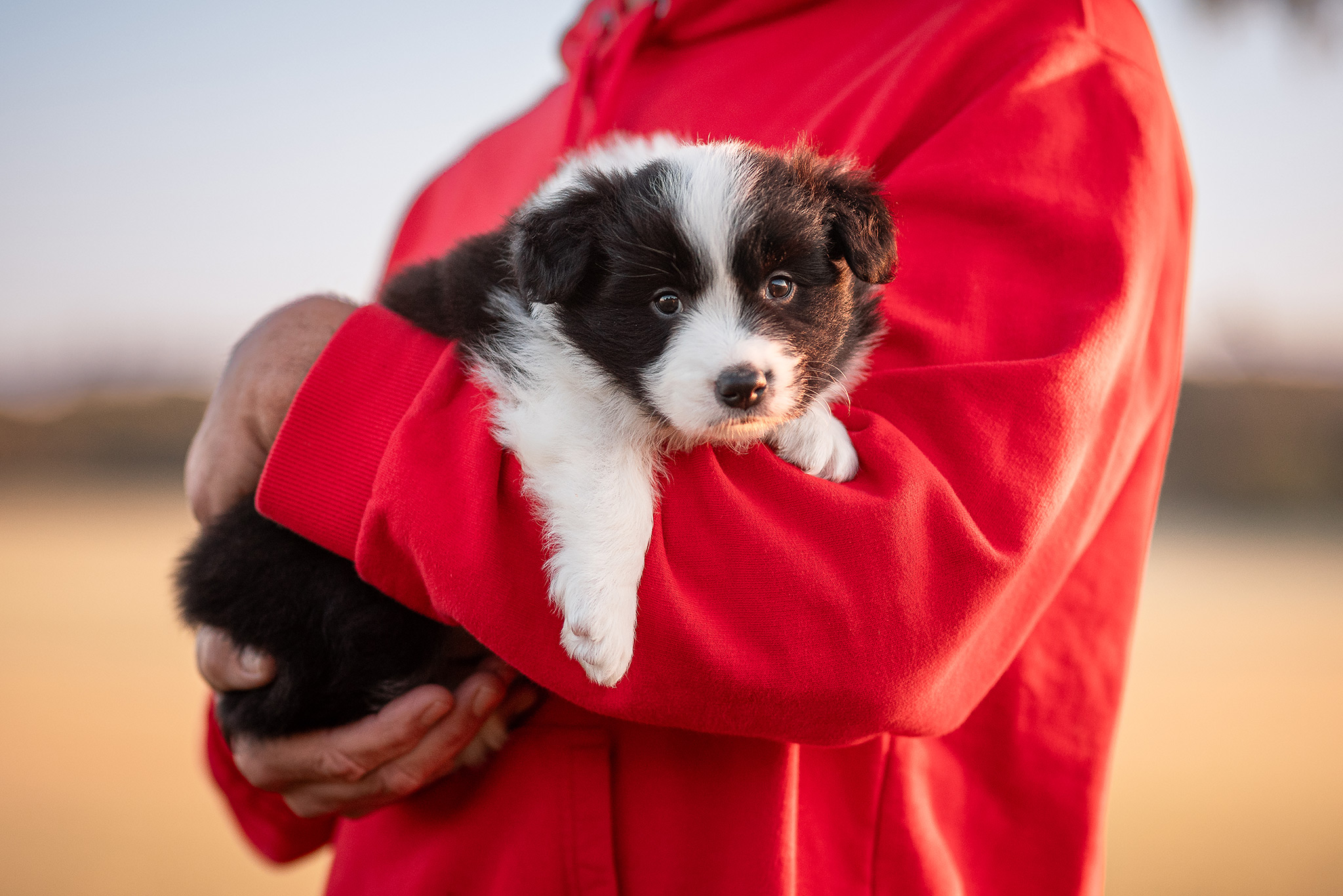 Fotoshooting mit 5 Wochen altem Border Collie Welpen bei Sonnenaufgang