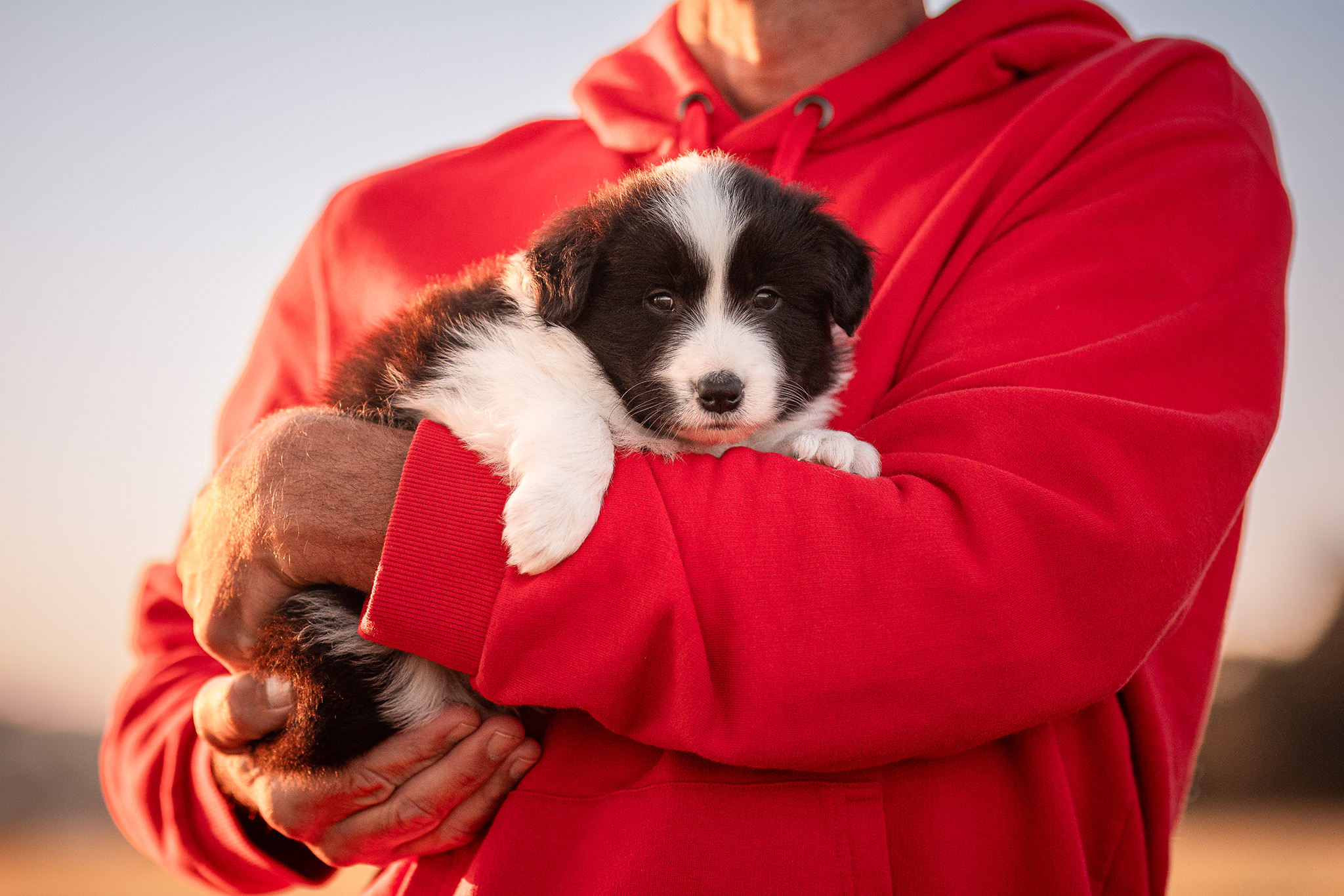 Fotoshooting mit 5 Wochen altem Border Collie Welpen bei Sonnenaufgang