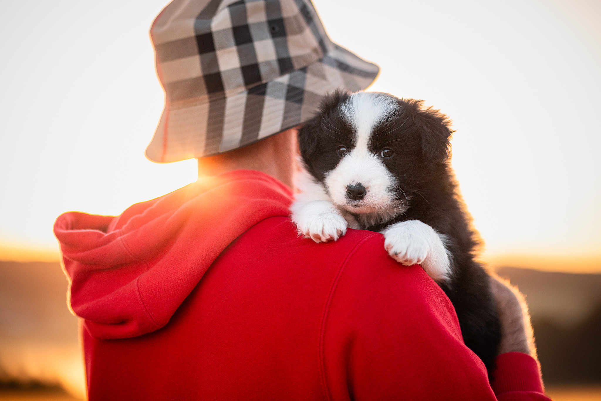 Fotoshooting mit 5 Wochen altem Border Collie Welpen bei Sonnenaufgang