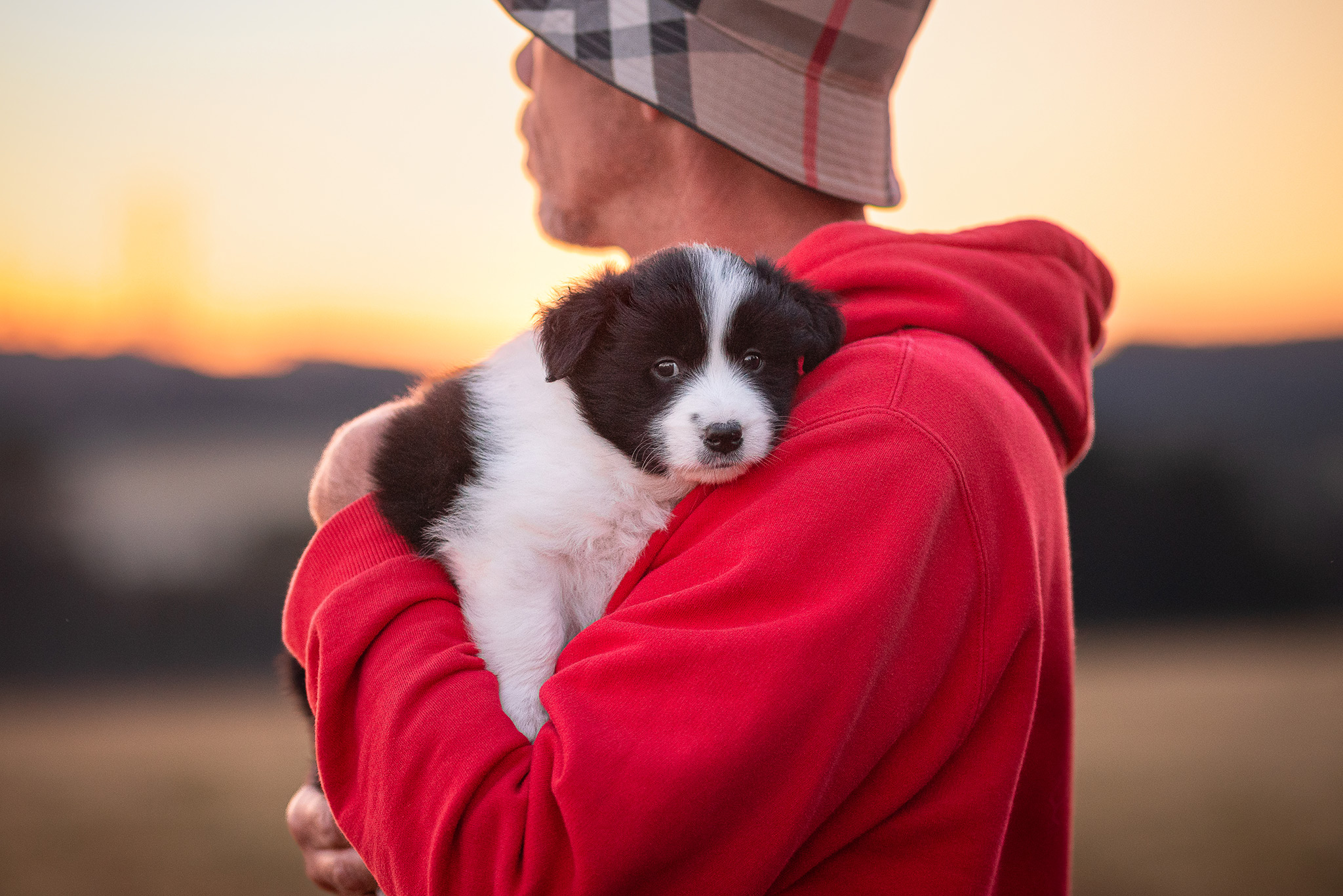 Fotoshooting mit 5 Wochen altem Border Collie Welpen bei Sonnenaufgang