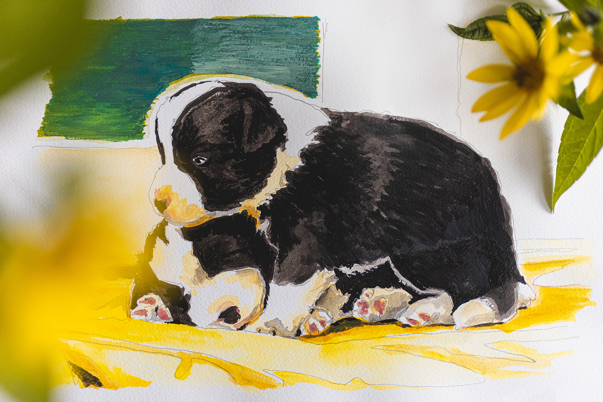 Skizze von zwei spielenden Border Collie Welpen