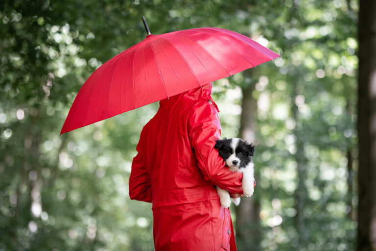 Mit unseren sechs Wochen alten Border Collie Welpen in der Holzbachschlucht