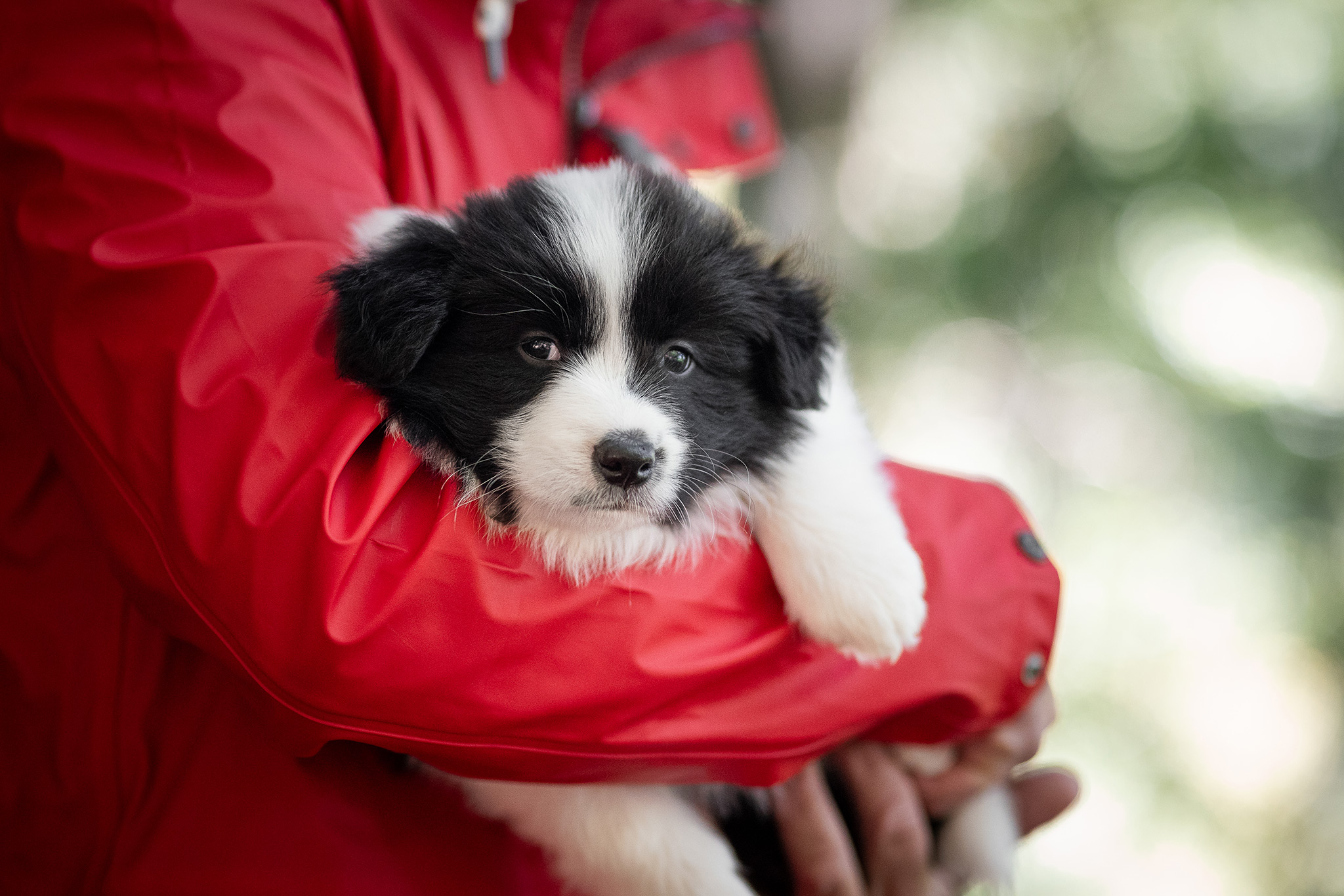 Mit unseren sechs Wochen alten Border Collie Welpen in der Holzbachschlucht