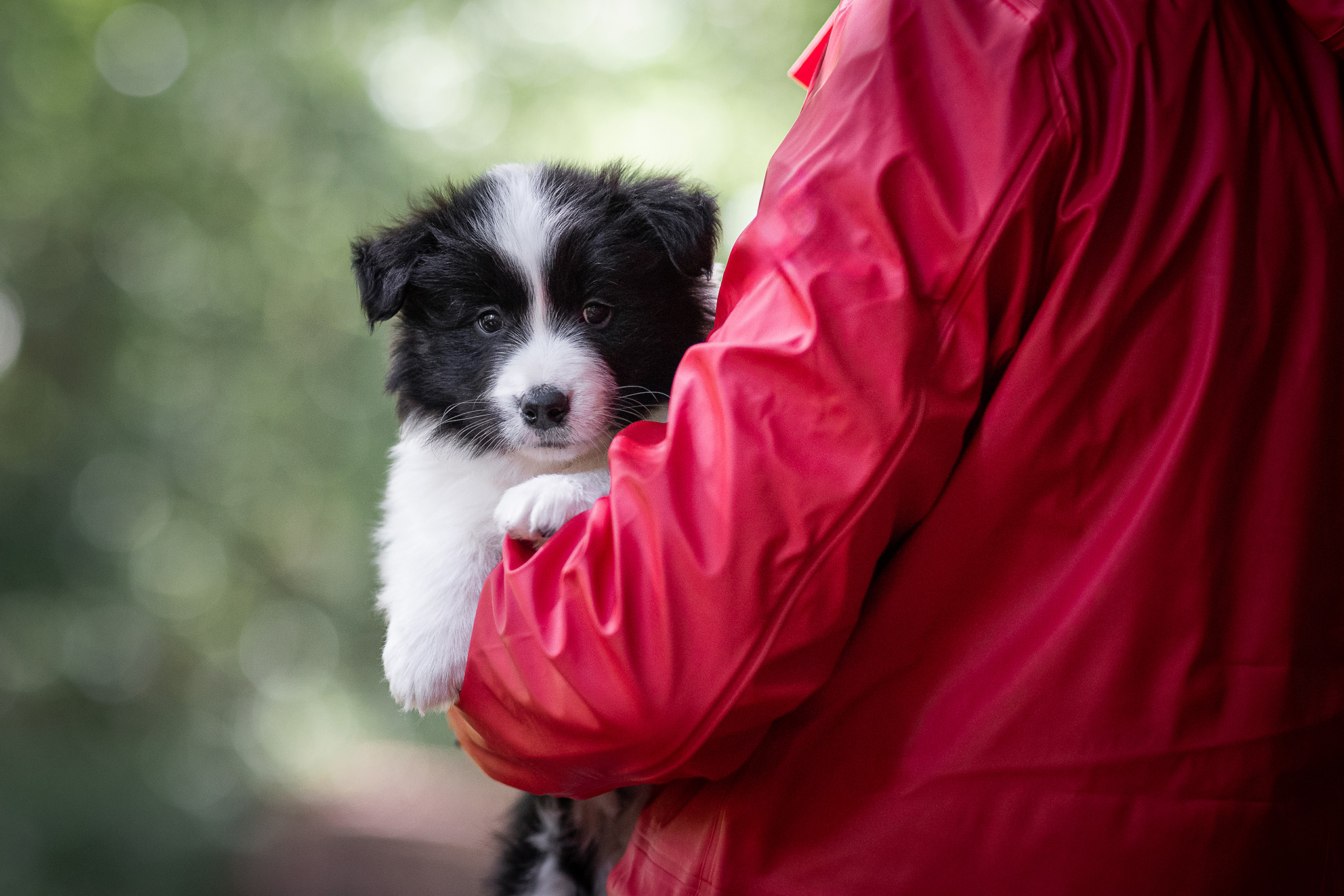 Mit unseren sechs Wochen alten Border Collie Welpen in der Holzbachschlucht