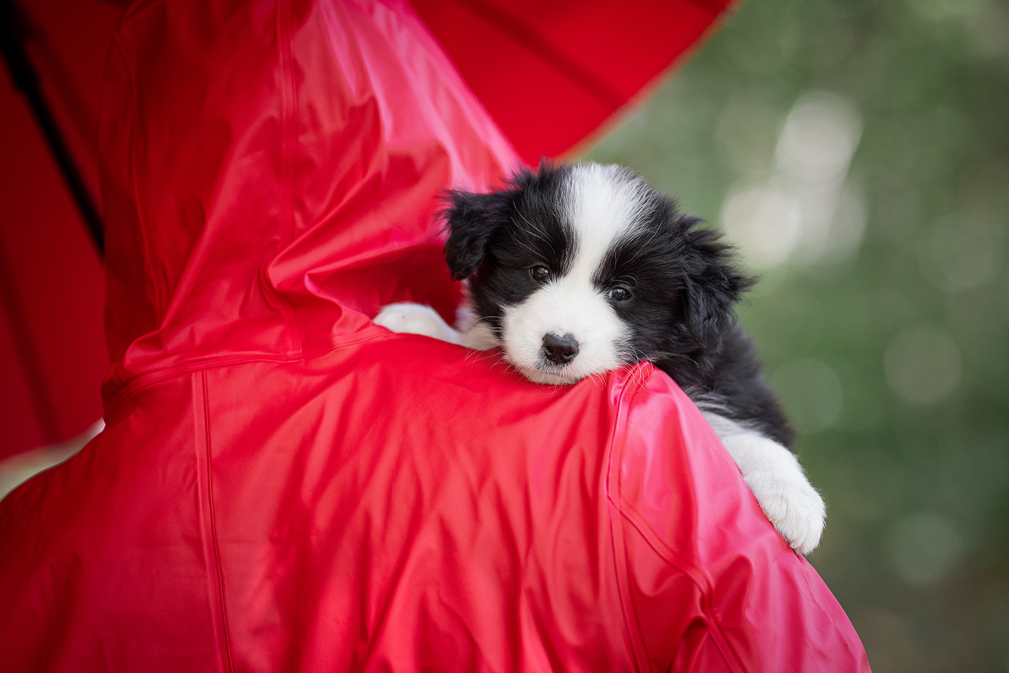 Mit unseren sechs Wochen alten Border Collie Welpen in der Holzbachschlucht