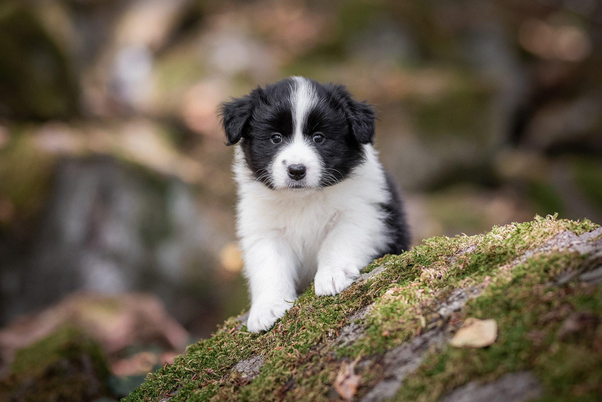 Mit unseren sechs Wochen alten Border Collie Welpen in der Holzbachschlucht