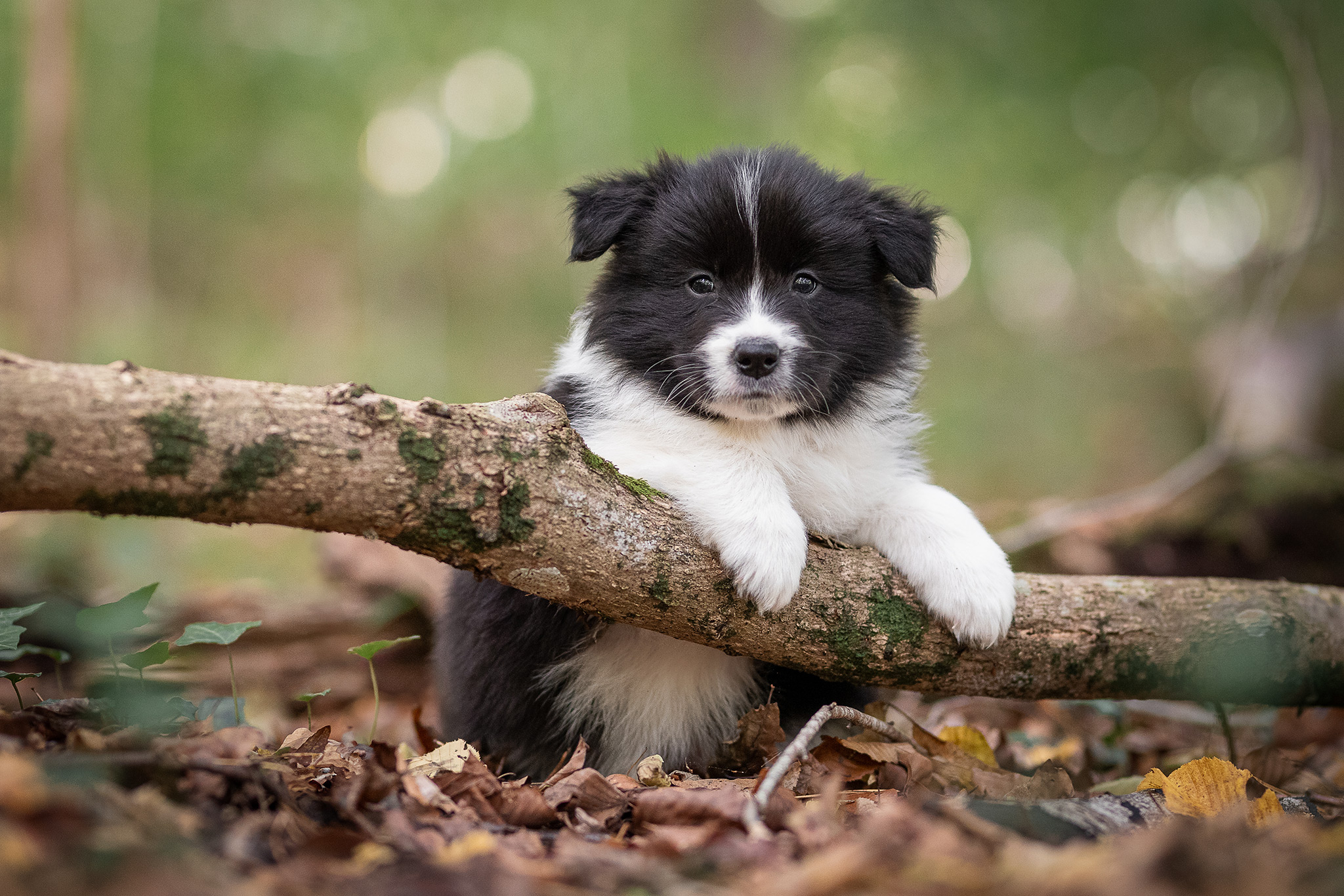 Mit unseren sechs Wochen alten Border Collie Welpen in der Holzbachschlucht