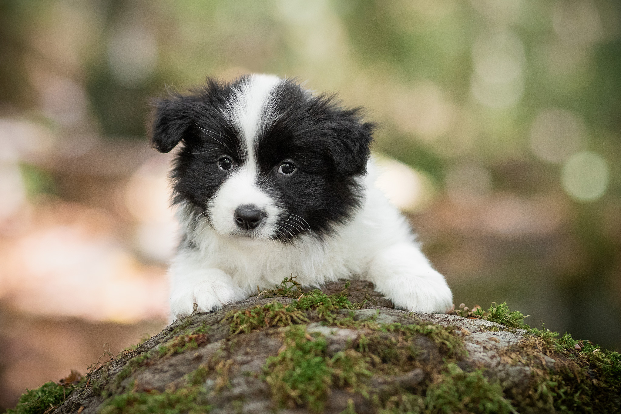 Mit unseren sechs Wochen alten Border Collie Welpen in der Holzbachschlucht