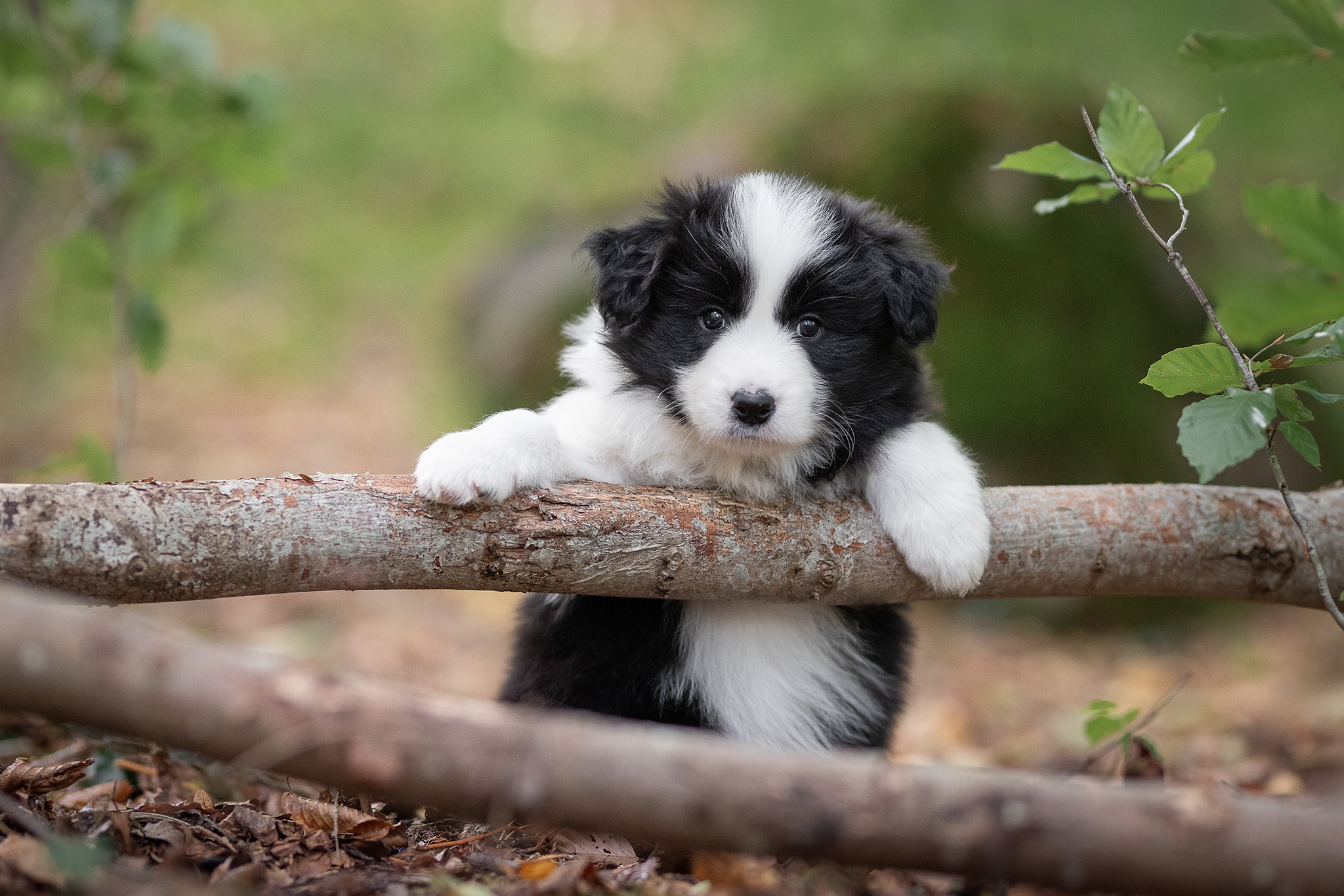 Mit unseren sechs Wochen alten Border Collie Welpen in der Holzbachschlucht
