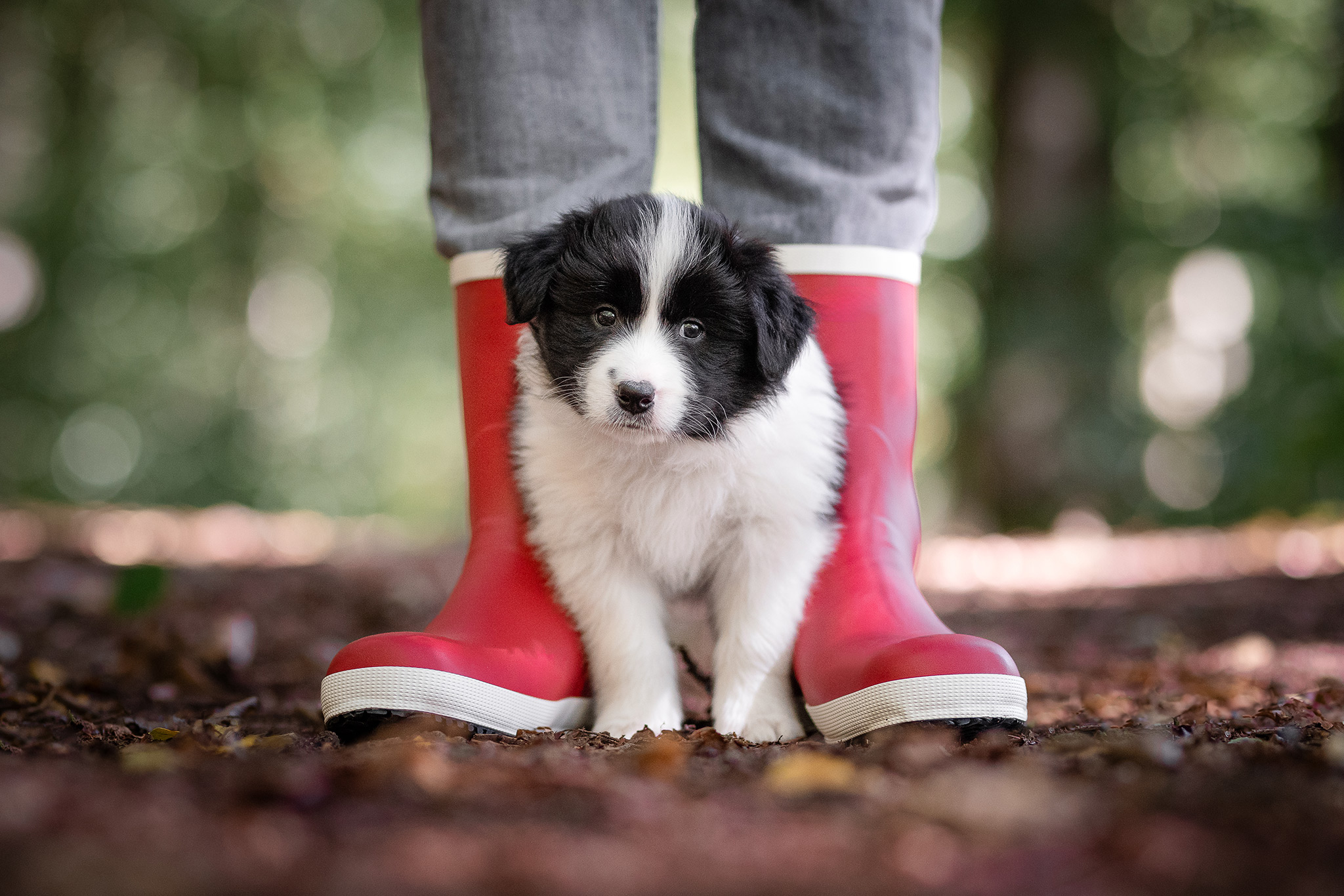 Mit unseren sechs Wochen alten Border Collie Welpen in der Holzbachschlucht