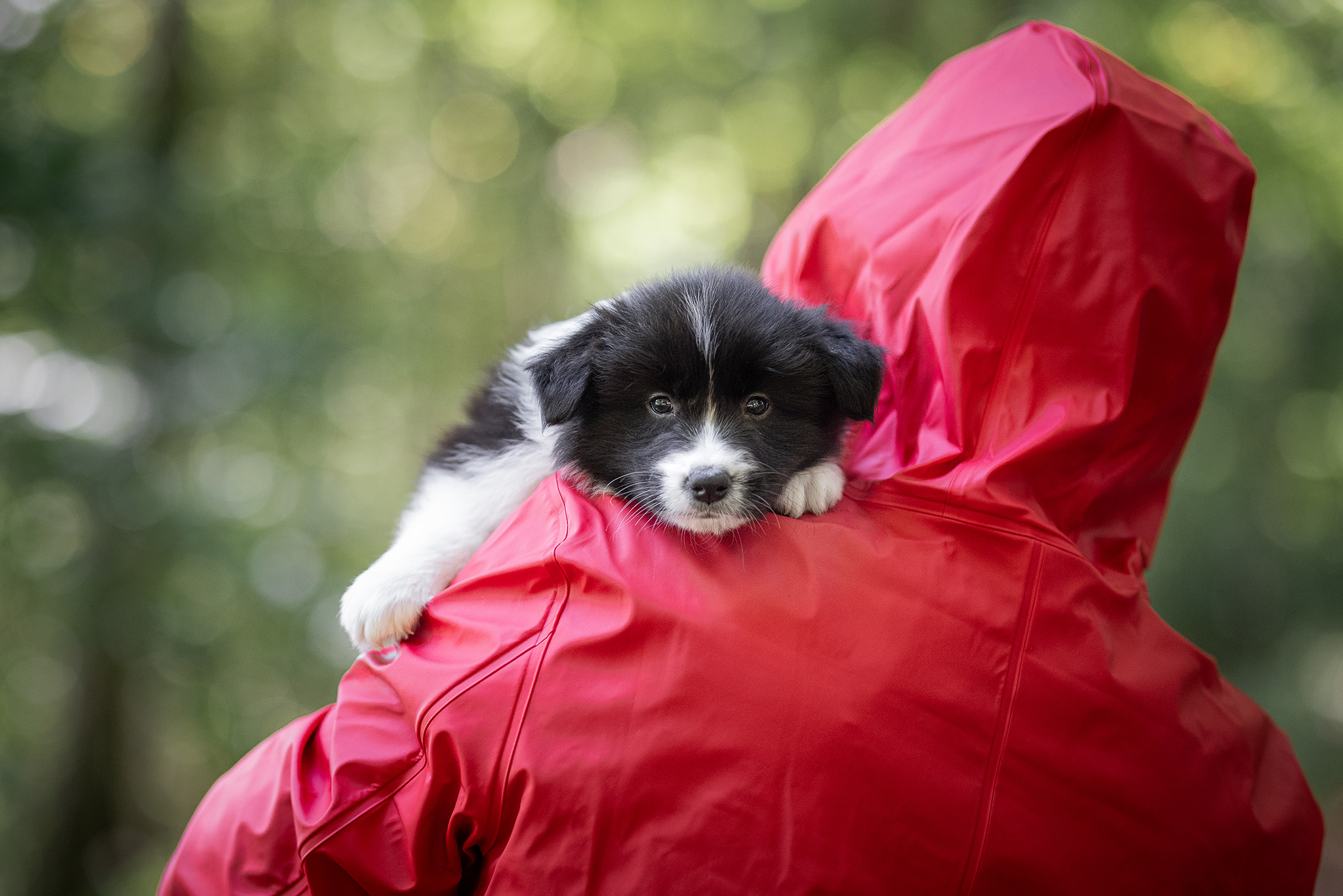 Mit unseren sechs Wochen alten Border Collie Welpen in der Holzbachschlucht