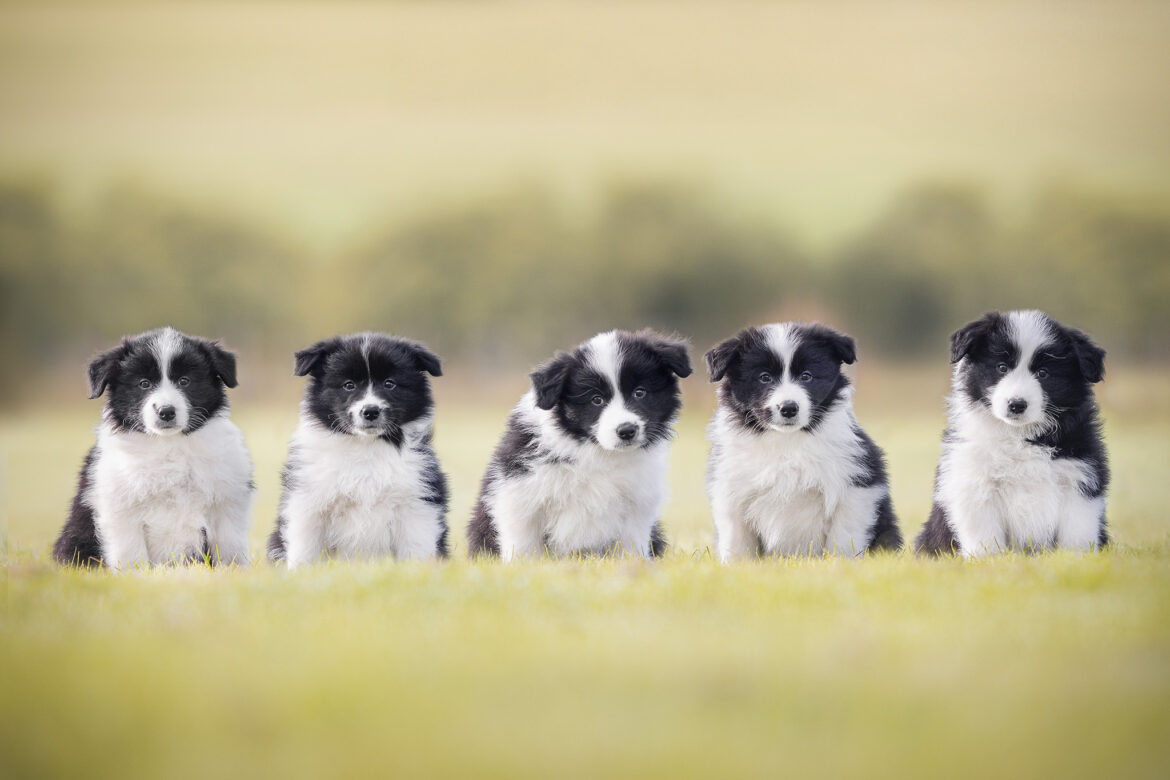 Fünf sieben Wochen alte Border Collie Welpen