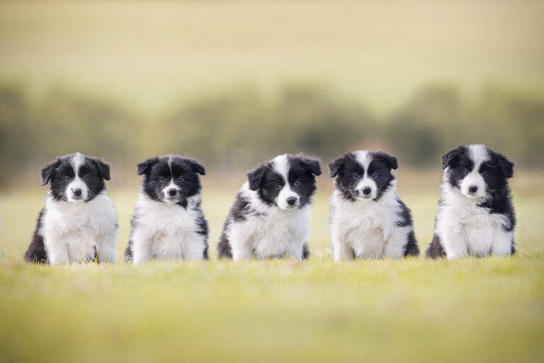 Fünf sieben Wochen alte Border Collie Welpen