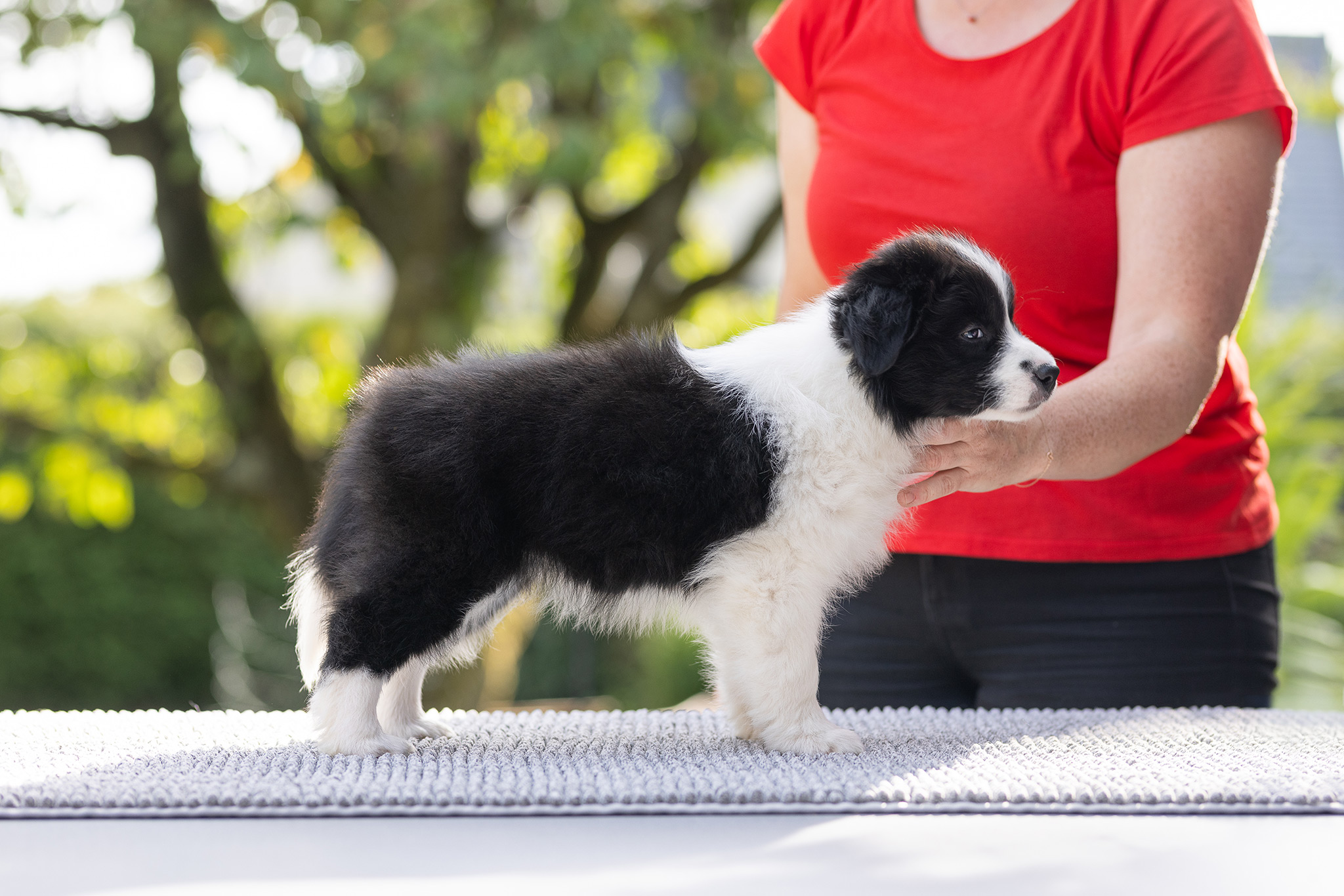 7 Wochen alte Border Collie Welpen im Stand