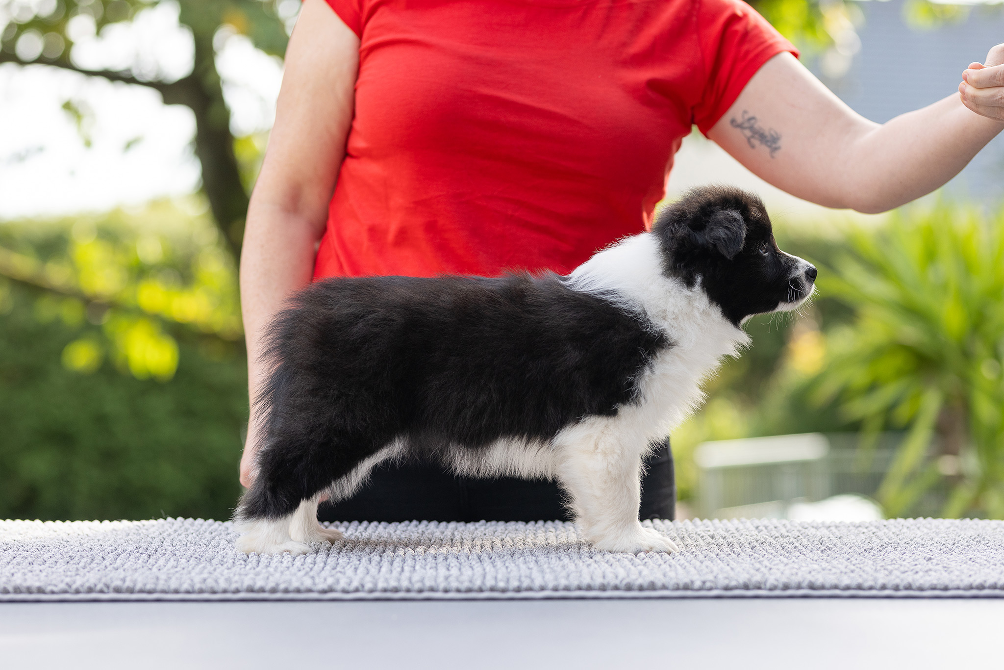 7 Wochen alte Border Collie Welpen im Stand