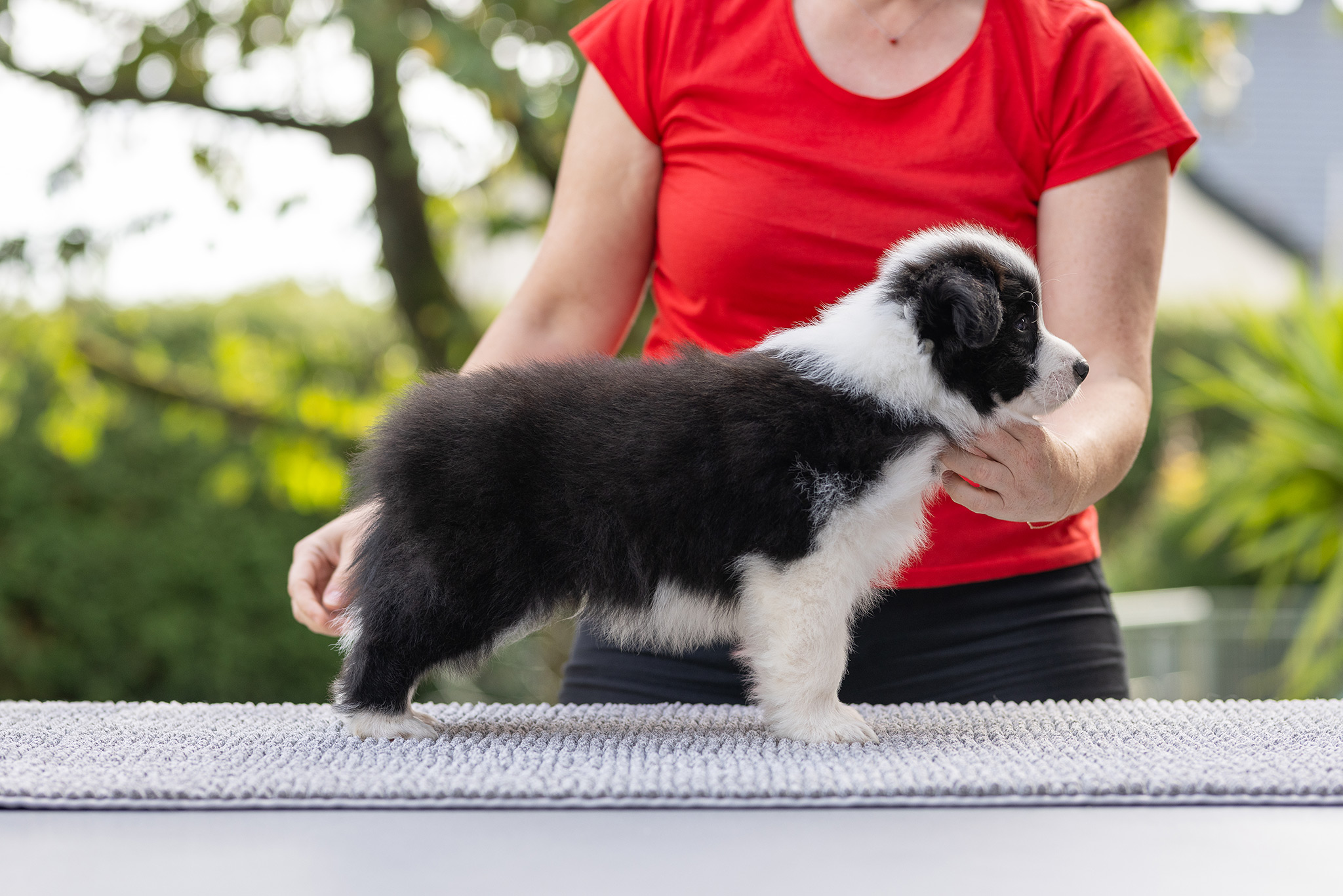 7 Wochen alte Border Collie Welpen im Stand