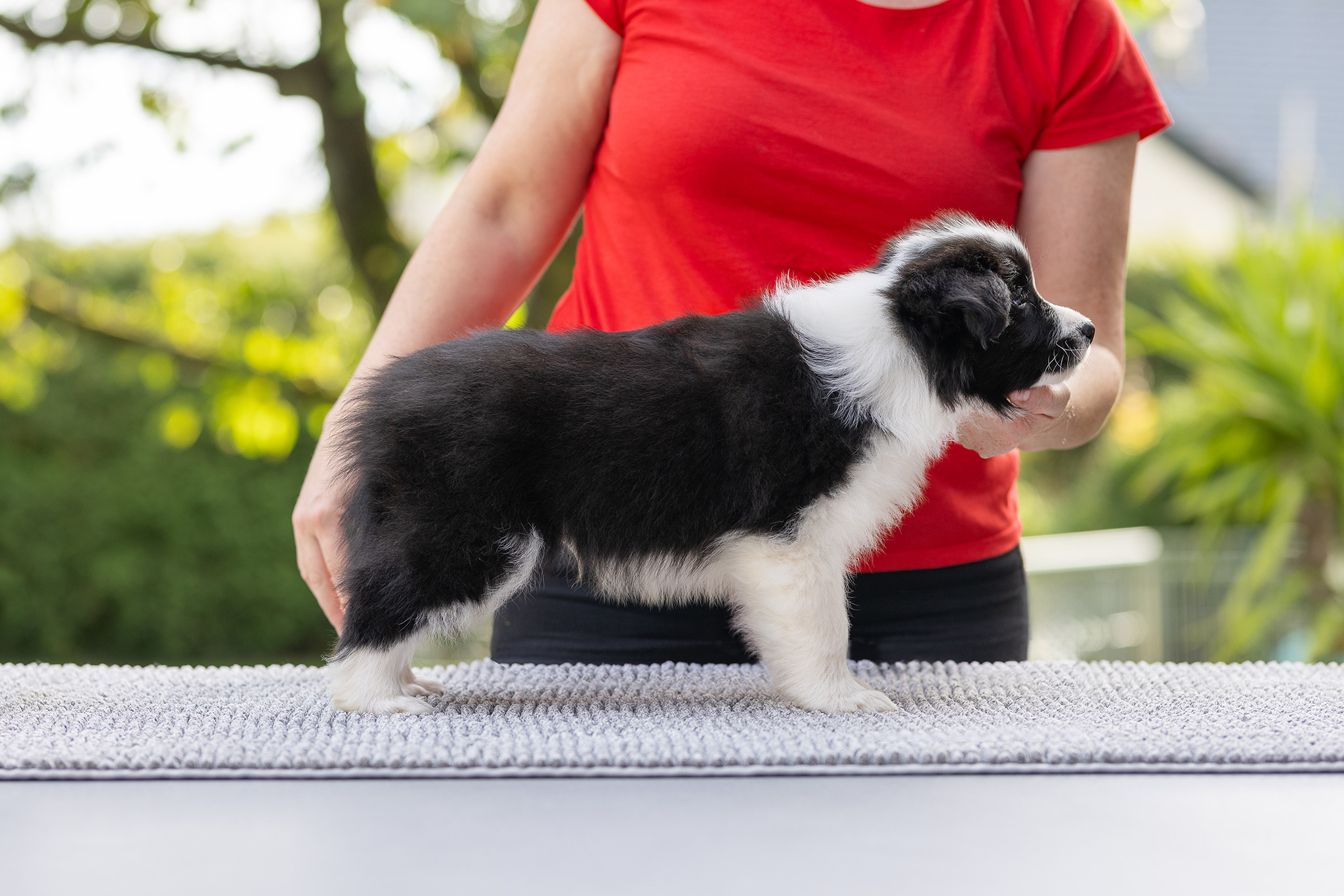 7 Wochen alte Border Collie Welpen im Stand