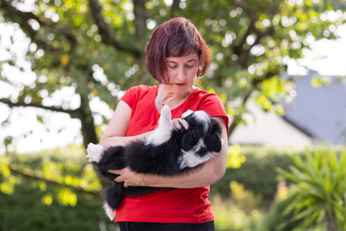 7 Wochen alte Border Collie Welpen