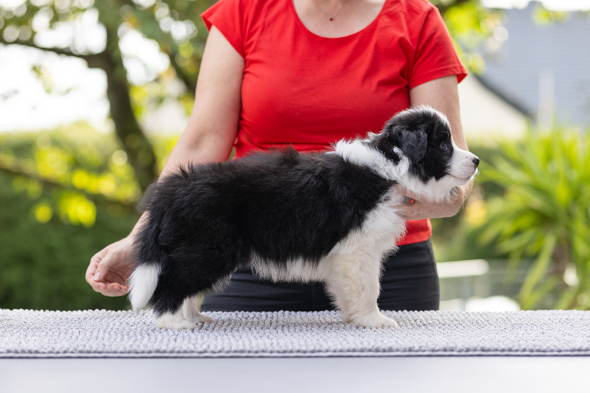 7 Wochen alte Border Collie Welpen im Stand