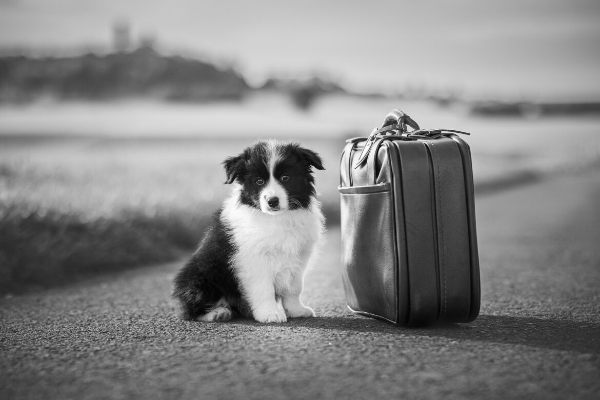 8 Wochen alte Border Collie Welpen