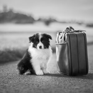 8 Wochen alte Border Collie Welpen