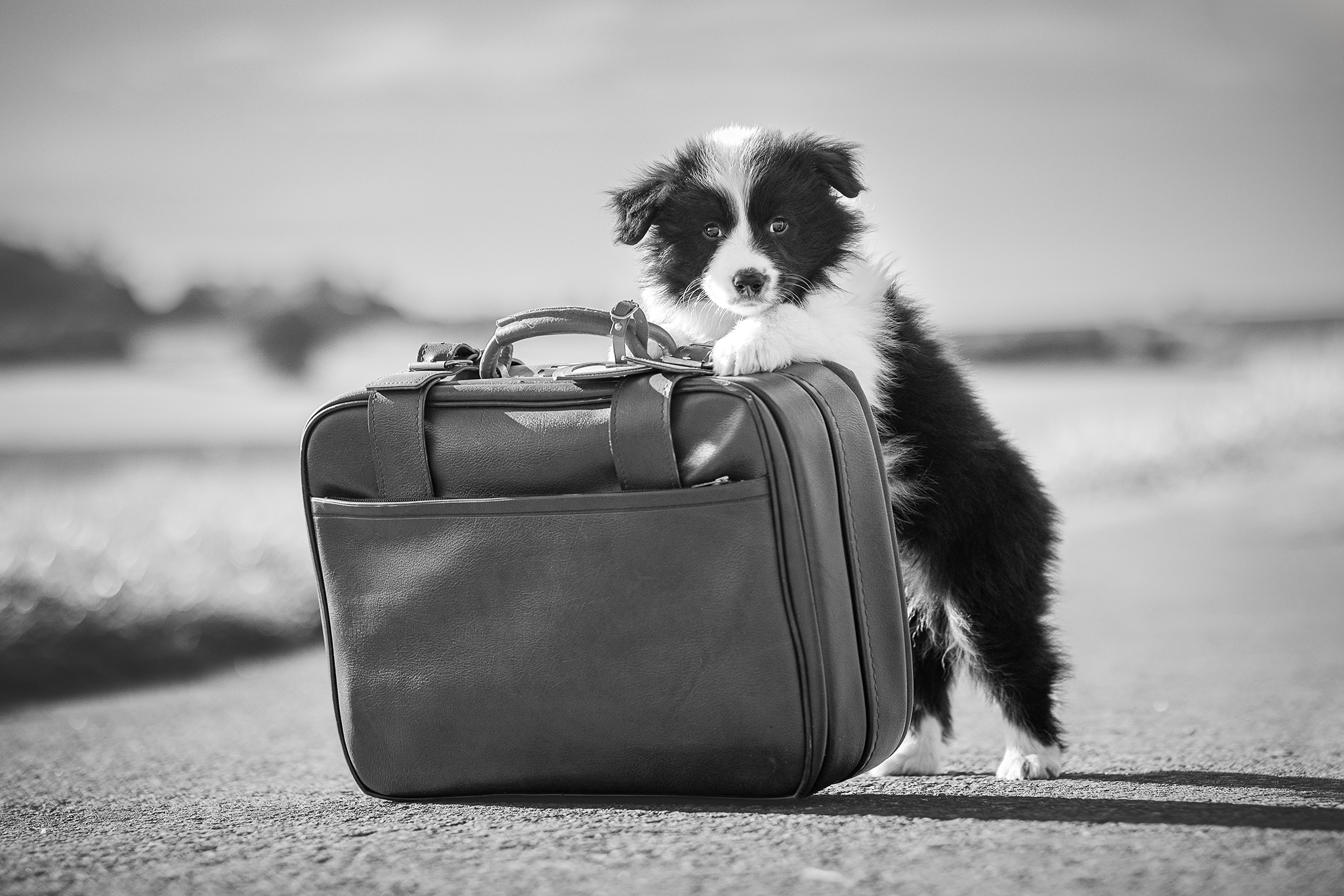 8 Wochen alte Border Collie Welpen