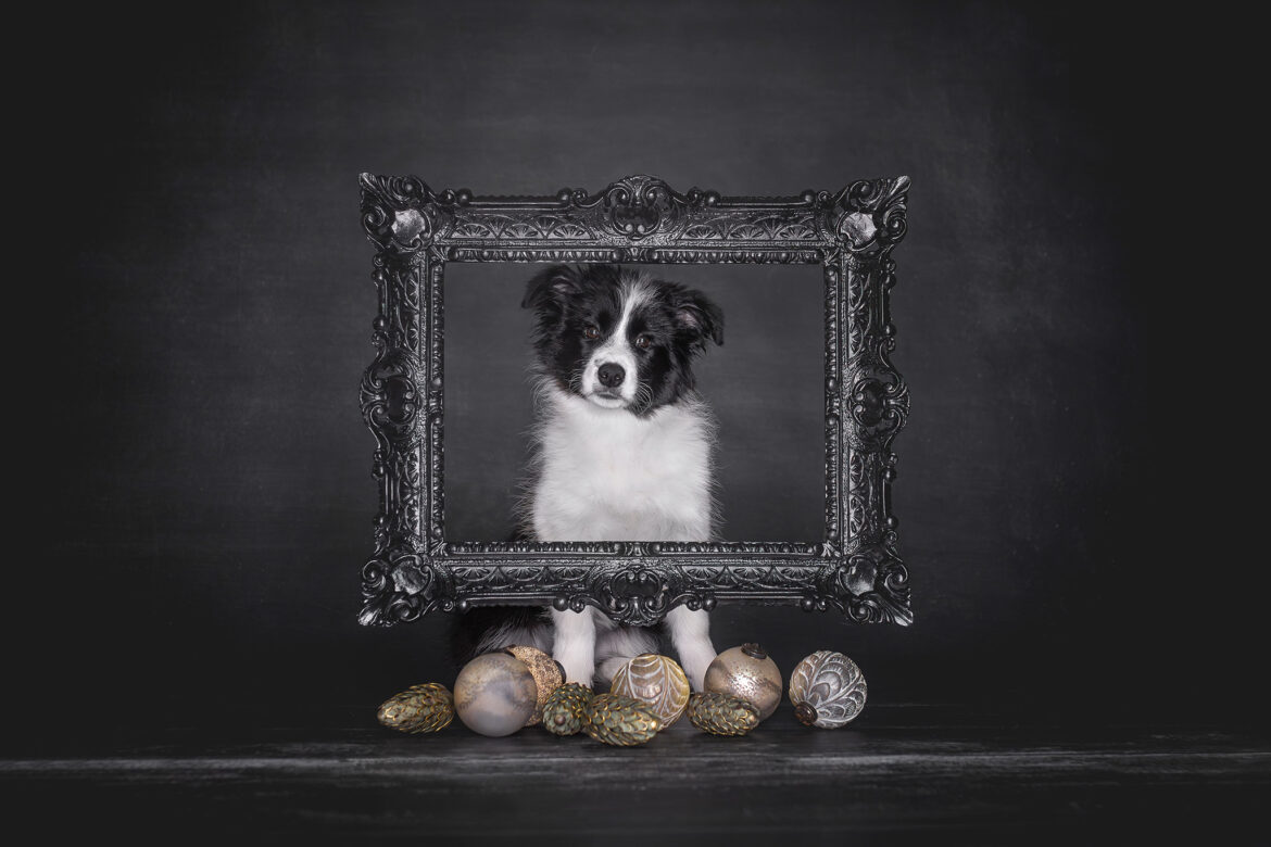 Broadmeadows Border Collies – Weihnachten 2025