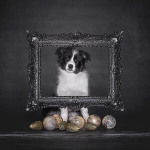 Broadmeadows Border Collies – Weihnachten 2025