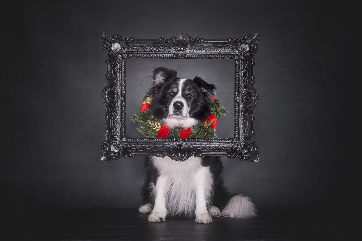 Broadmeadows Border Collies – Weihnachten 2025