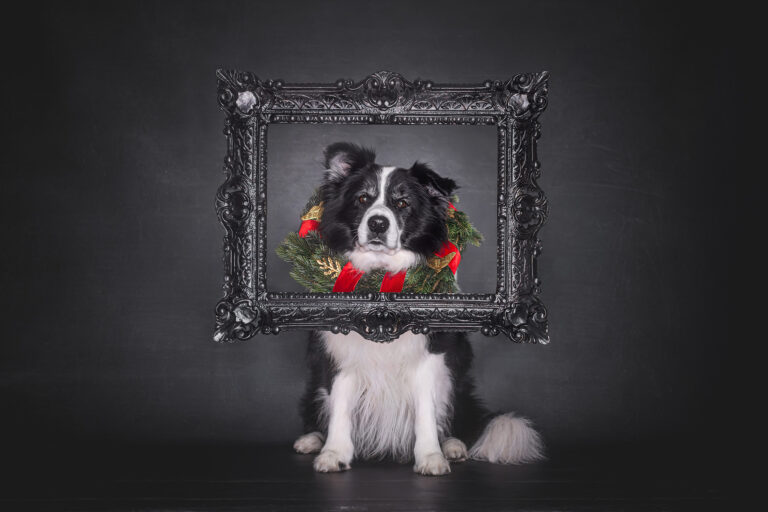 Broadmeadows Border Collies – Weihnachten 2025