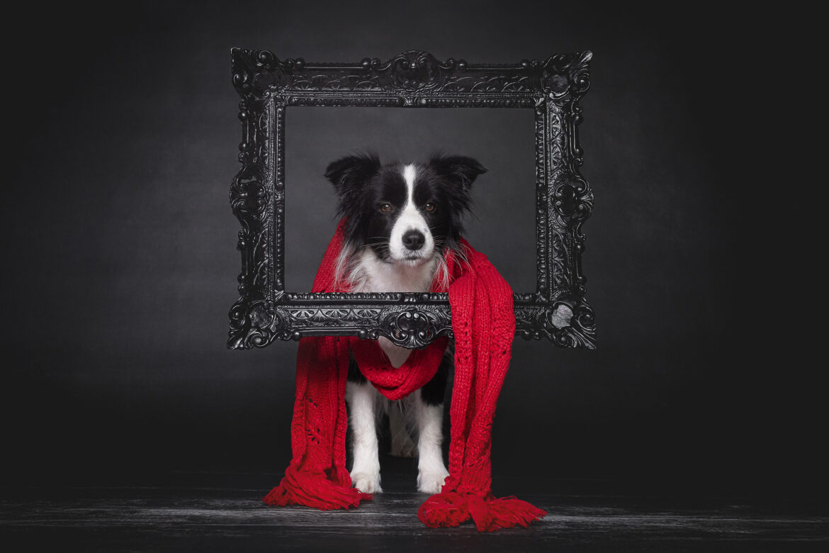 Broadmeadows Border Collies – Weihnachten 2025