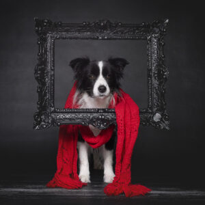 Broadmeadows Border Collies – Weihnachten 2025