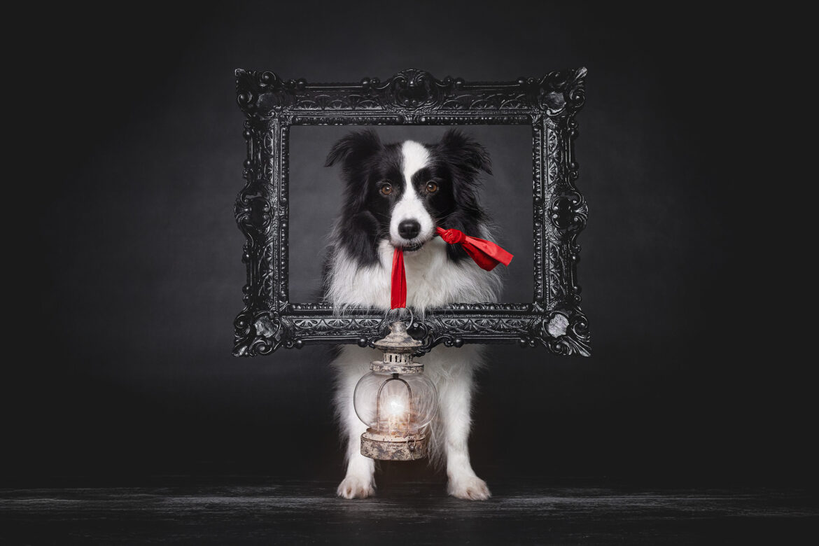 Broadmeadows Border Collies – Weihnachten 2025