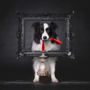 Broadmeadows Border Collies – Weihnachten 2025