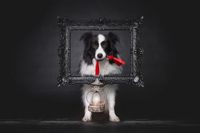 Broadmeadows Border Collies – Weihnachten 2025