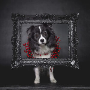 Broadmeadows Border Collies – Weihnachten 2025