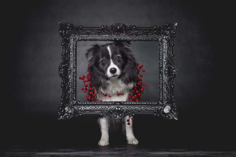 Der schwarze Hund Broadmeadows Border Collies – Weihnachten 2025