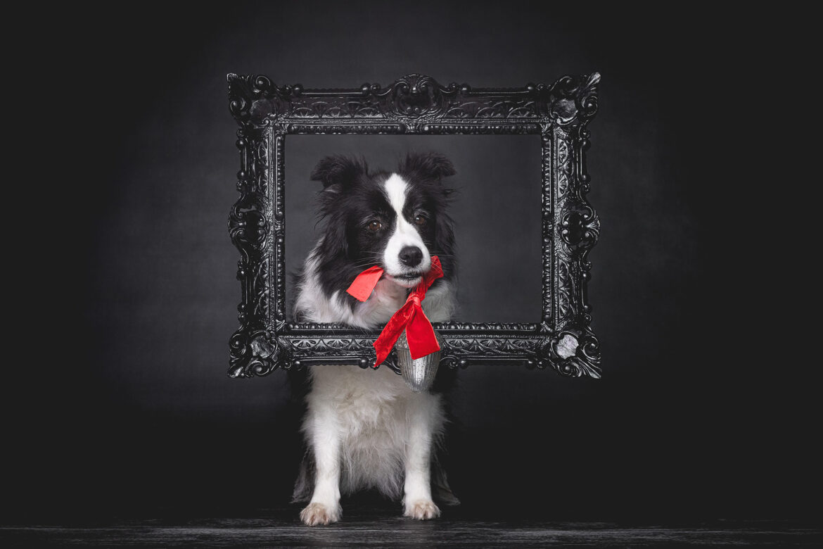 Die andere Ankunft des Herrn Broadmeadows Border Collies – Weihnachten 2025