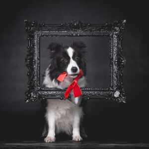 Broadmeadows Border Collies – Weihnachten 2025