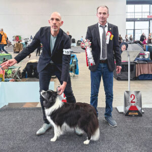 Border Collie Hündin Fate (Broadmeadows Higher Love) gewinnt unter Richter Michael Wirth die Championklasse auf der CACIB Karlsruhe
