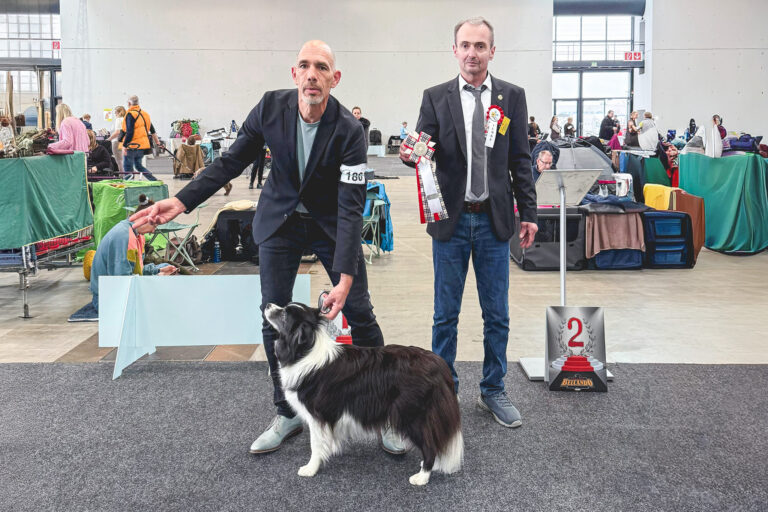 Border Collie Hündin Fate (Broadmeadows Higher Love) gewinnt unter Richter Michael Wirth die Championklasse auf der CACIB Karlsruhe
