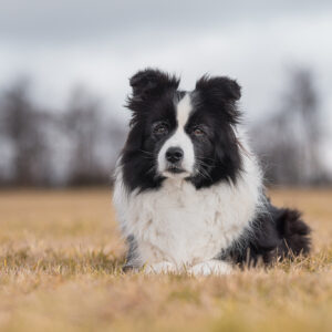 Neunjährige Border Collie Hündin