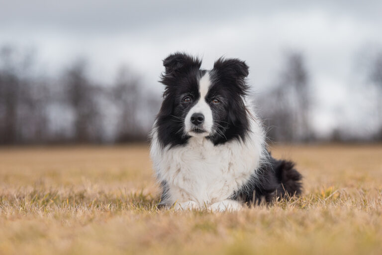Neunjährige Border Collie Hündin