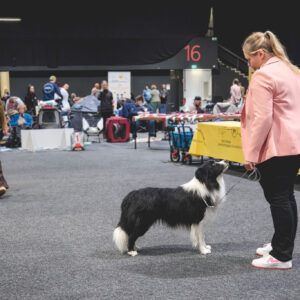 CACIB Offenburg, Border Collie, Richterin Evelyn Stotuth