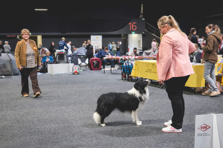 CACIB Offenburg 2026 CACIB Offenburg, Border Collie, Richterin Evelyn Stotuth